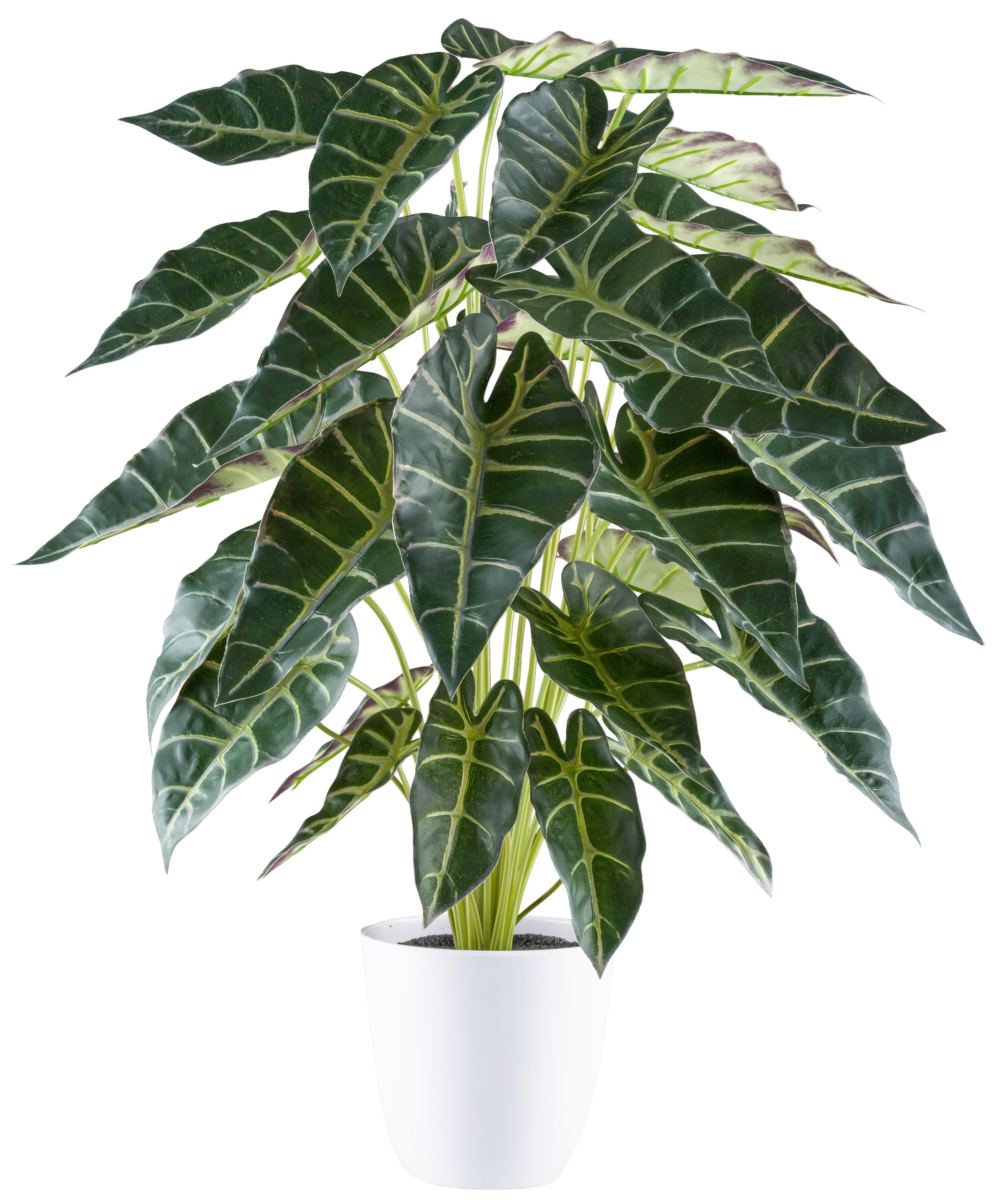 Alocasia, - .