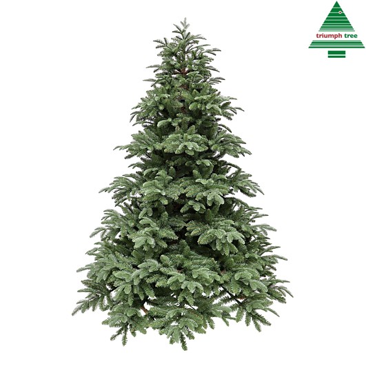 Tannenbaum Arlington - 2317 TIPS - h215xd157cm