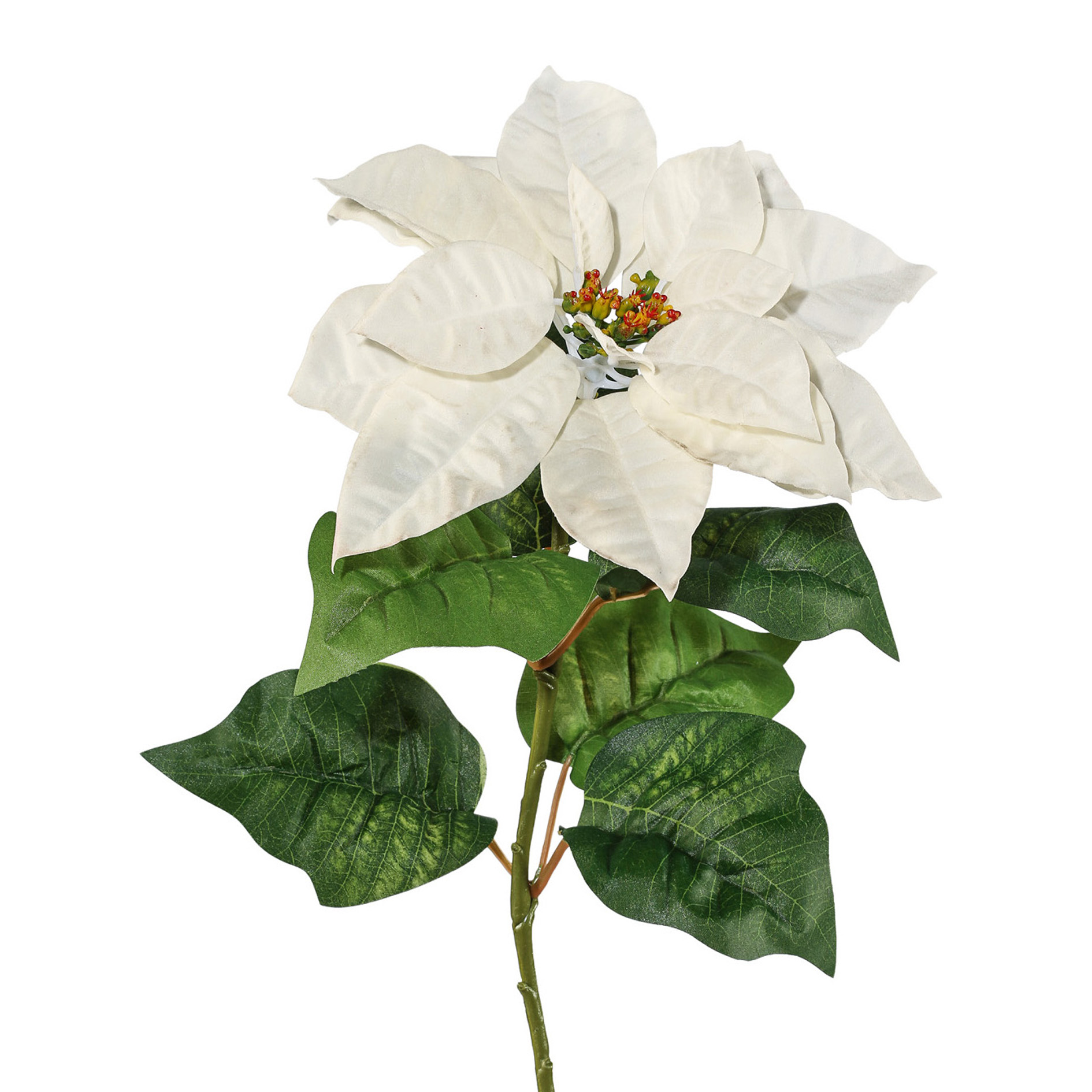 Poinsettie, - POINSETTIE