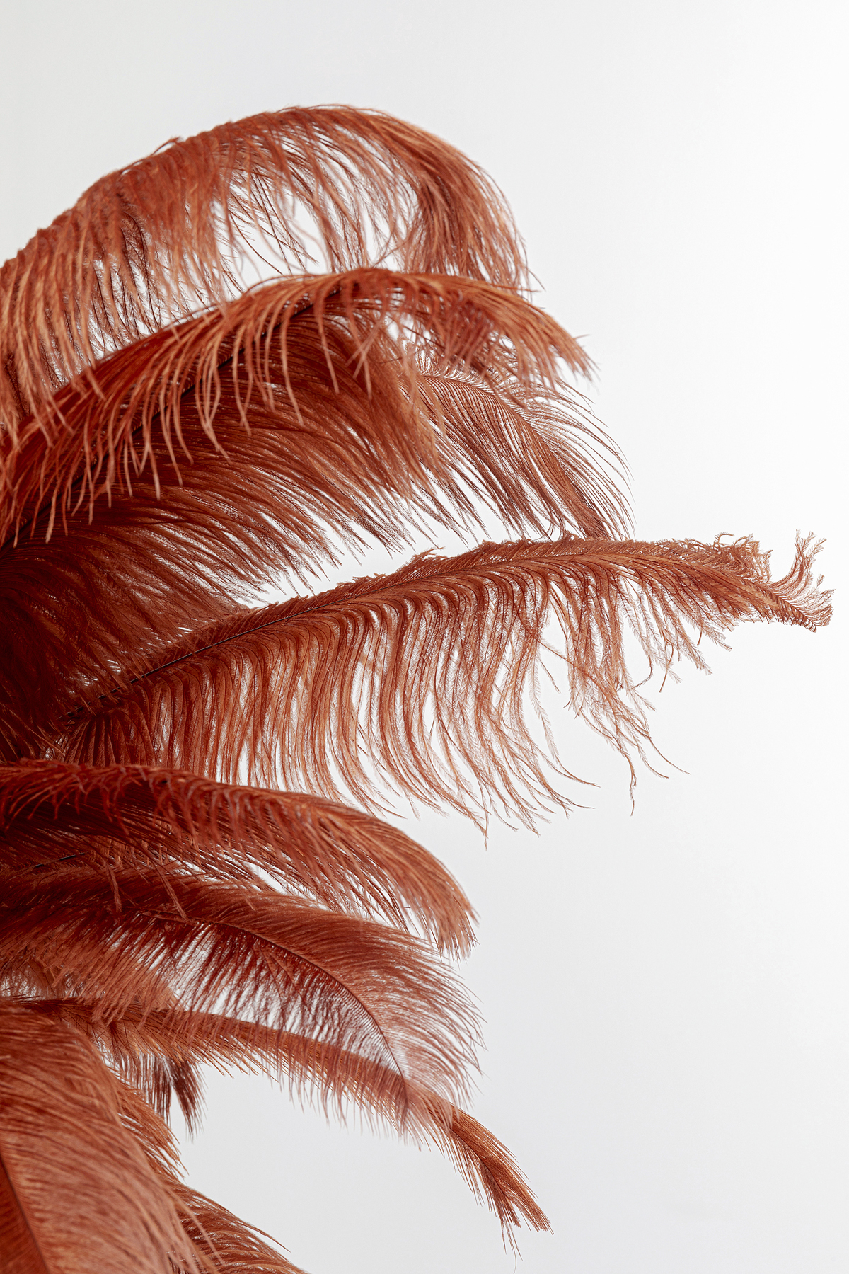 Stehleuchte Feather Palm, rot, Stahl messing - Leuchten