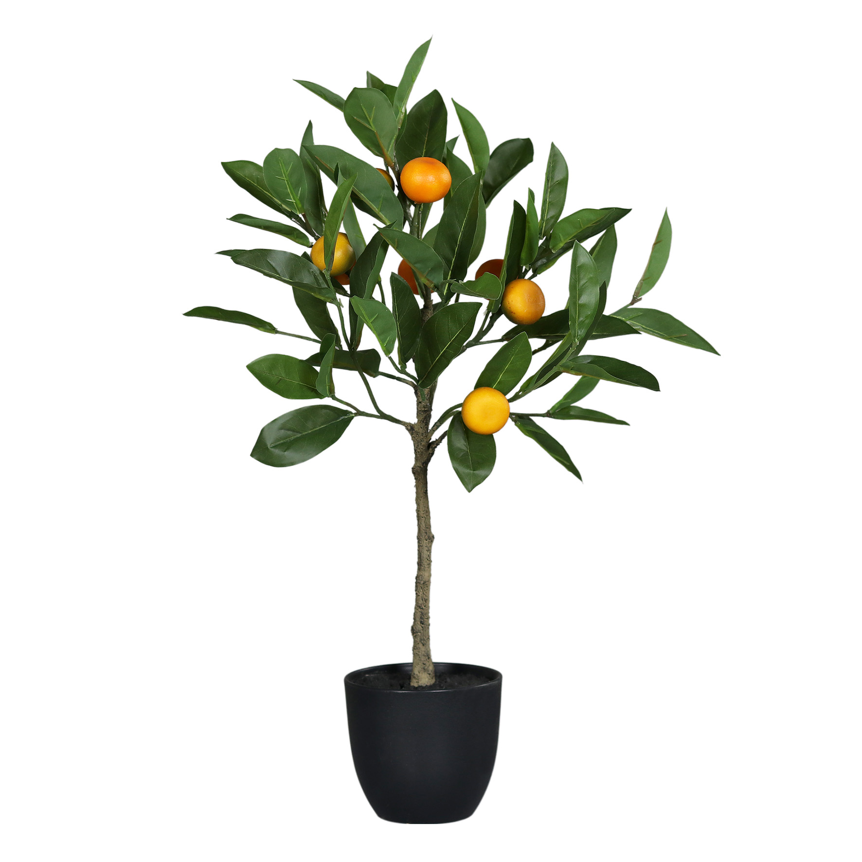 Orangenbaum - im Topf, 55cm