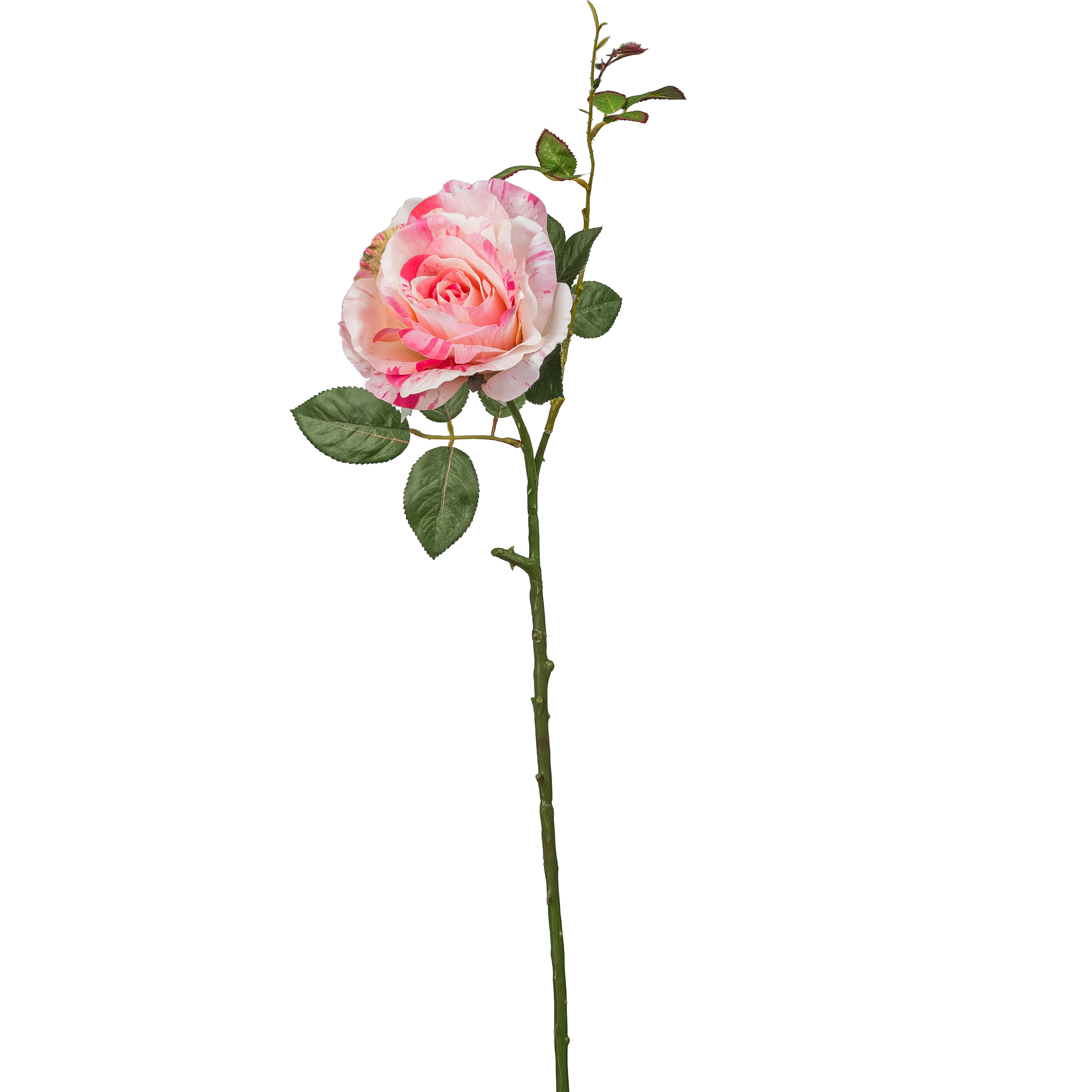 Rose - 72cm, rosa