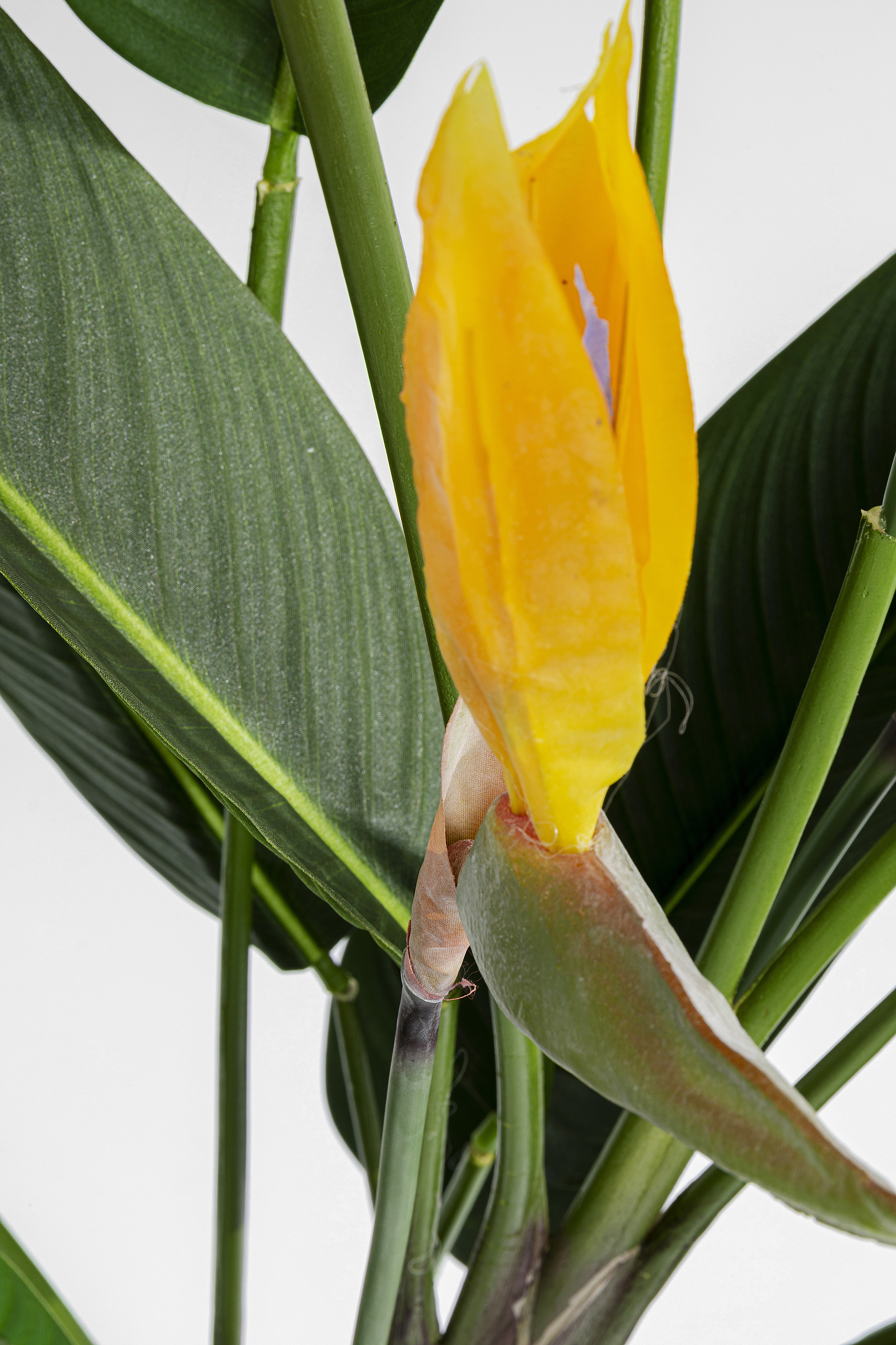 Deko Pflnaze Paradise Flowers - Accessoires