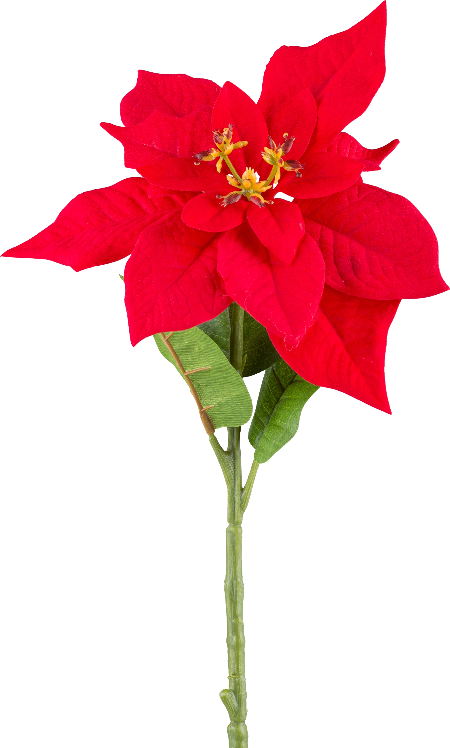 Weihnachtsstern - Poinsettia, 60cm, rot