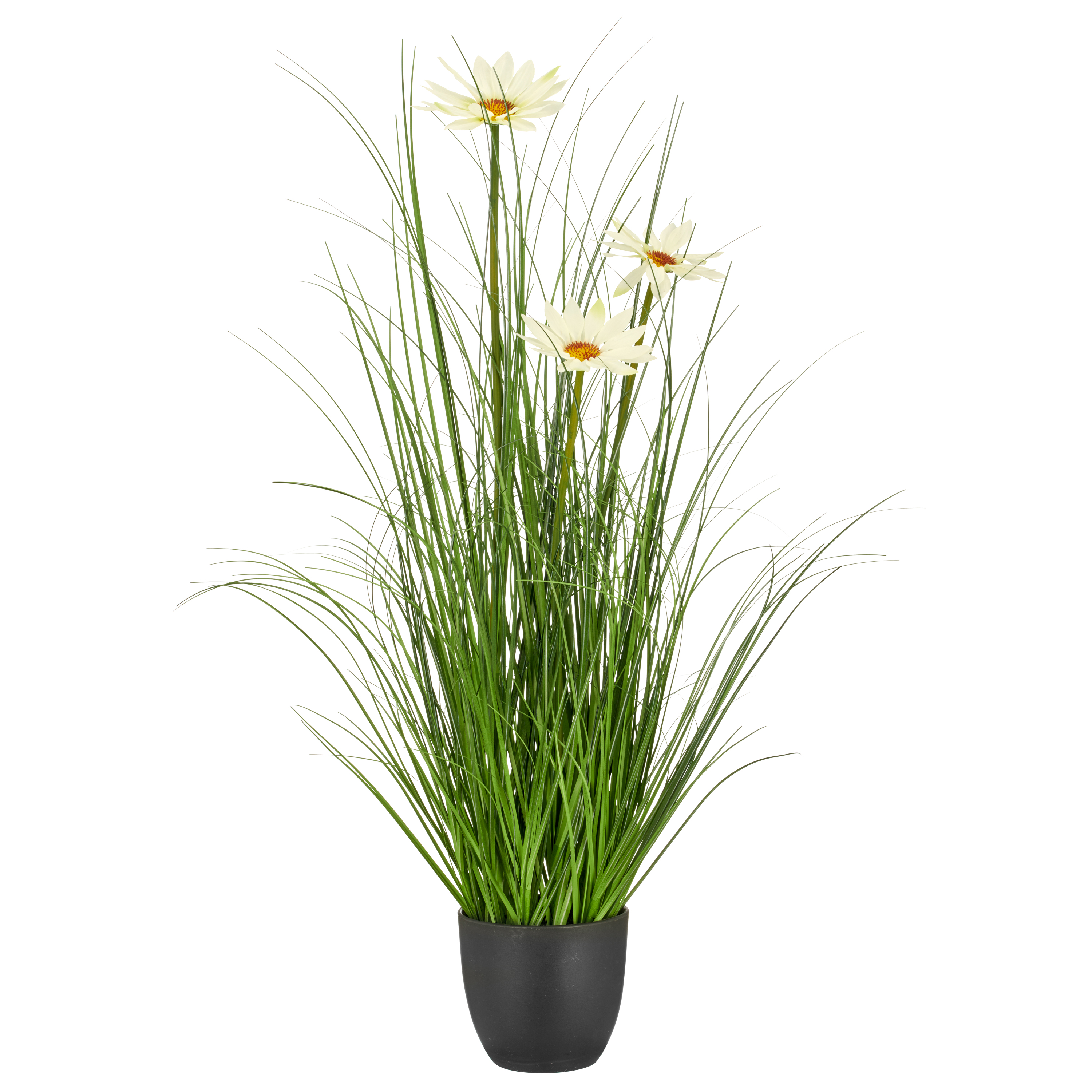 Gras mit Margeriten, 71cm, grün - im schwarzen Kunststofftopf 11,5x11,5x10cm