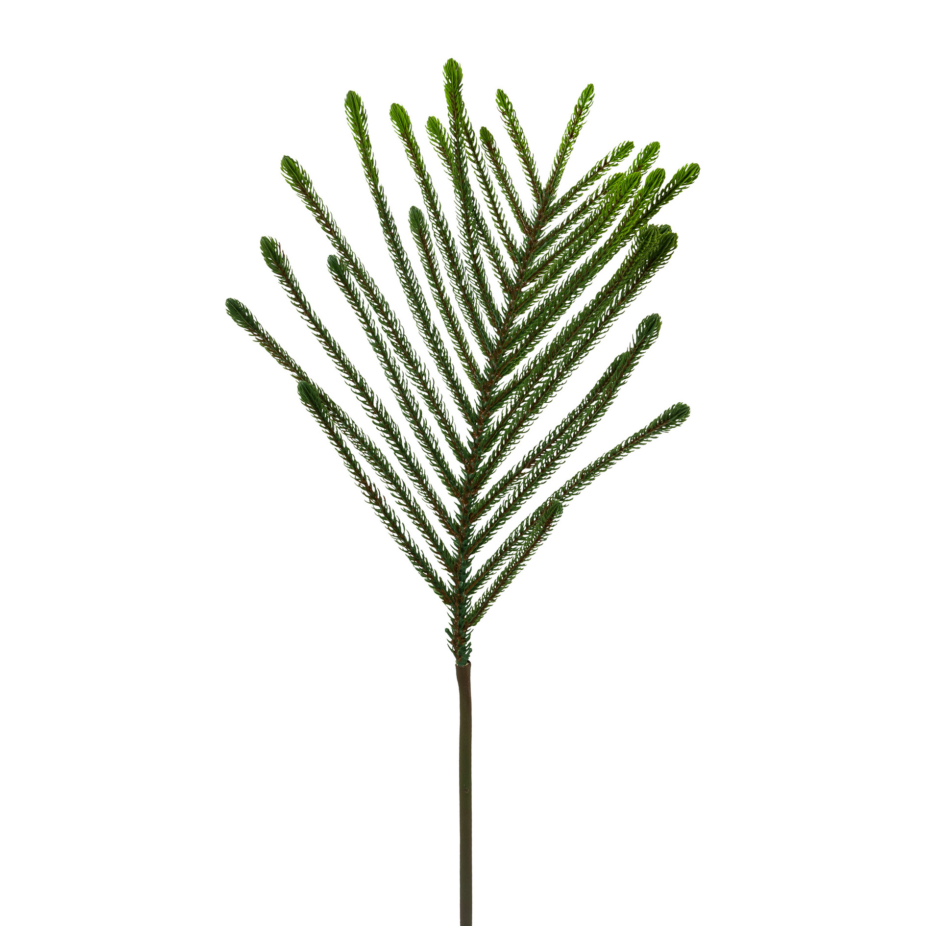 Araucarienzweig, - ZWEIG