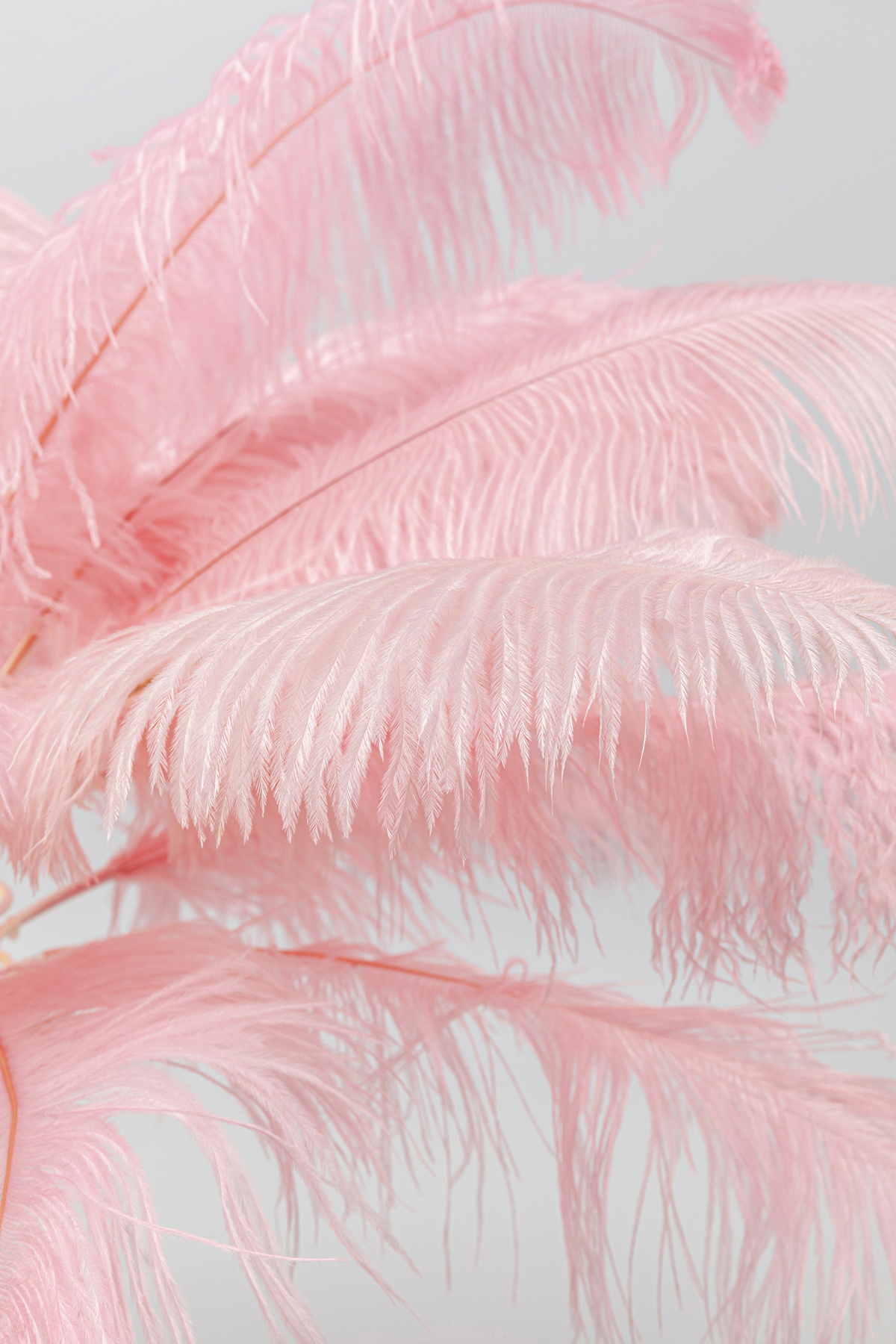 Tischleuchte Feather Palm, pimk - Leuchten