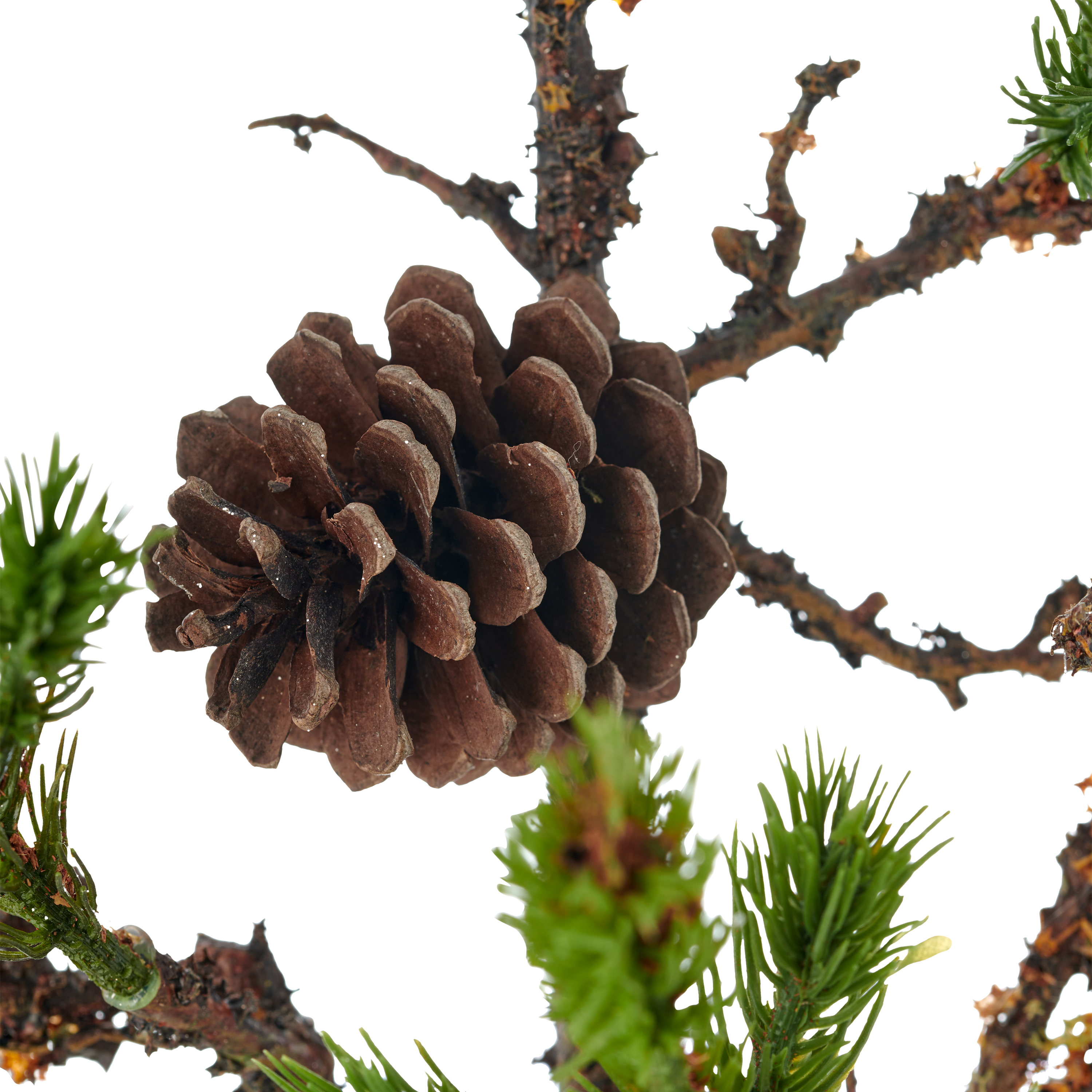 Kiefernzweig, mit Naturzapfen - grün, 82cm